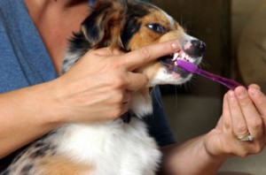 cepillo-diente-veterinario-granada