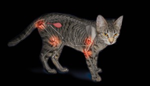 artrosis-en-los-gatos