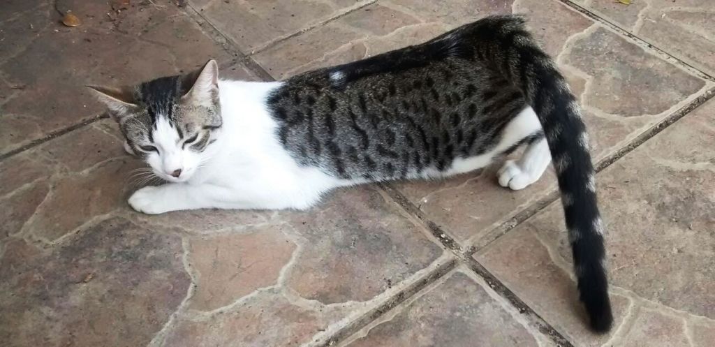 EL CICLO ESTRAL EN GATAS Y SUS PECULIARIDADES. - Hospital Veterinario