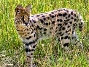 leptailurus serval